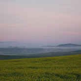 Canola Fields